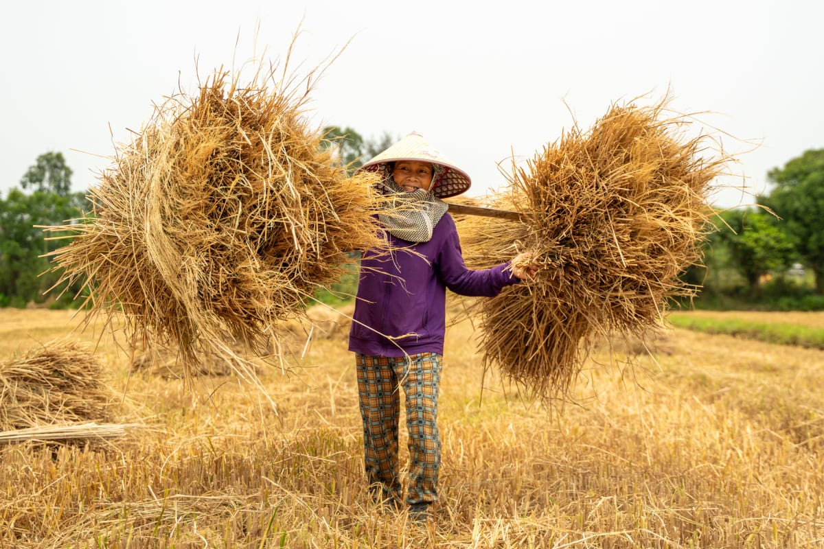 A woman in a purple jacket and conical hat carries two huge sheaves of rice straw balanced on a shoulder pole across a cut rice field — Pete Walls
