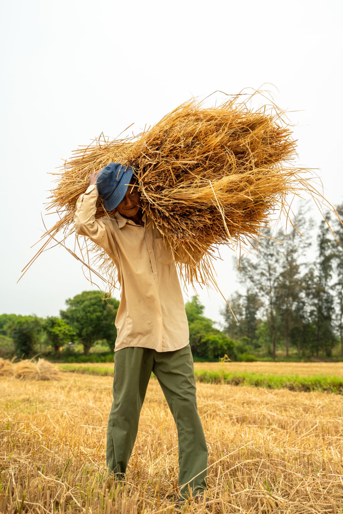 A man in a beige shirt and blue bucket hat carries a large bundle of golden rice straw over his shoulder through harvested paddy stubble — Pete Walls