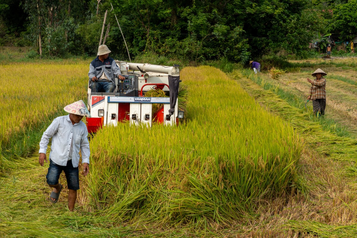 A red and white combine harvester cuts through a golden rice paddy while a man in a conical hat walks in the foreground and two workers gather stalks behind — Pete Walls