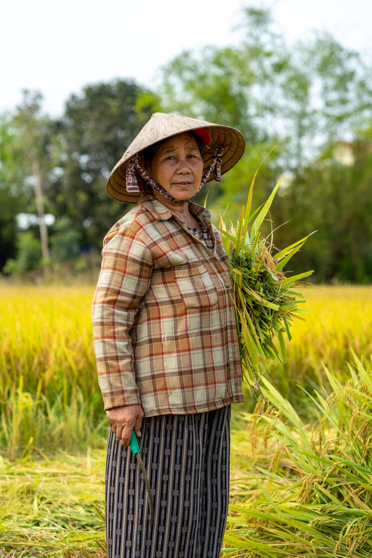 A woman in a plaid jacket and conical hat stands in a golden rice field holding a sheaf of green rice stalks under one arm and a sickle at her side — Pete Walls