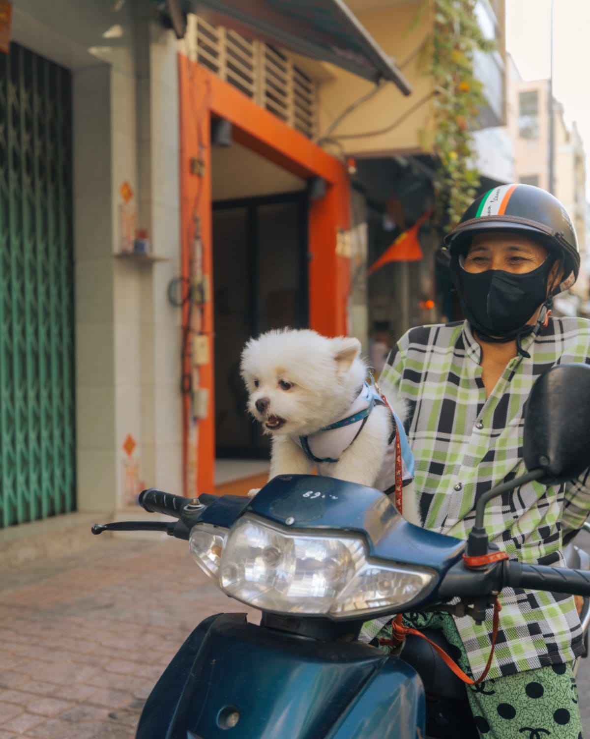 white dog on scooter — Jimmy Ky