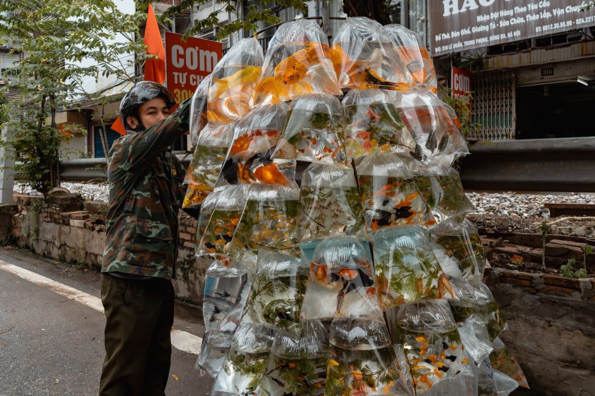A camouflage-clad man in a helmet steadies a towering pyramid of water-filled plastic bags packed with orange and black goldfish on a Hanoi street — Antonio di Vico