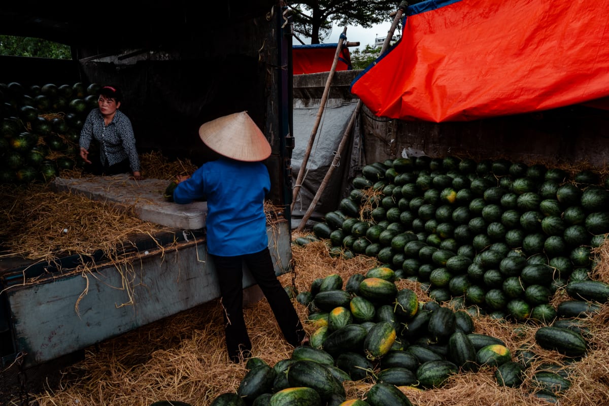 A woman in a conical hat and blue jacket unloads dark green watermelons from a truck onto straw as another vendor works under an orange tarp — Antonio di Vico