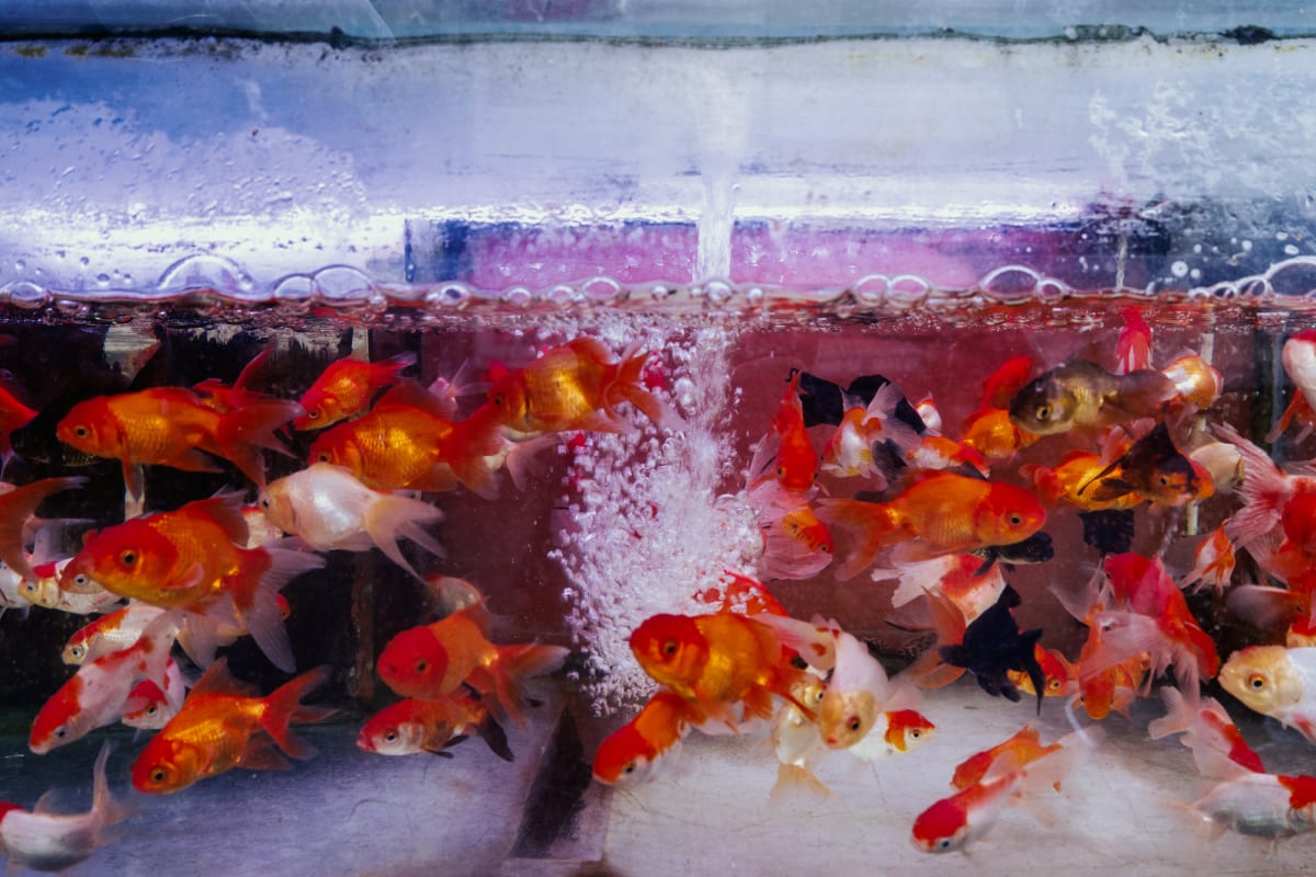 Dense schools of orange, white, and black goldfish crowd a market tank as aerator bubbles stream up through the pink-tinged water — Antonio di Vico