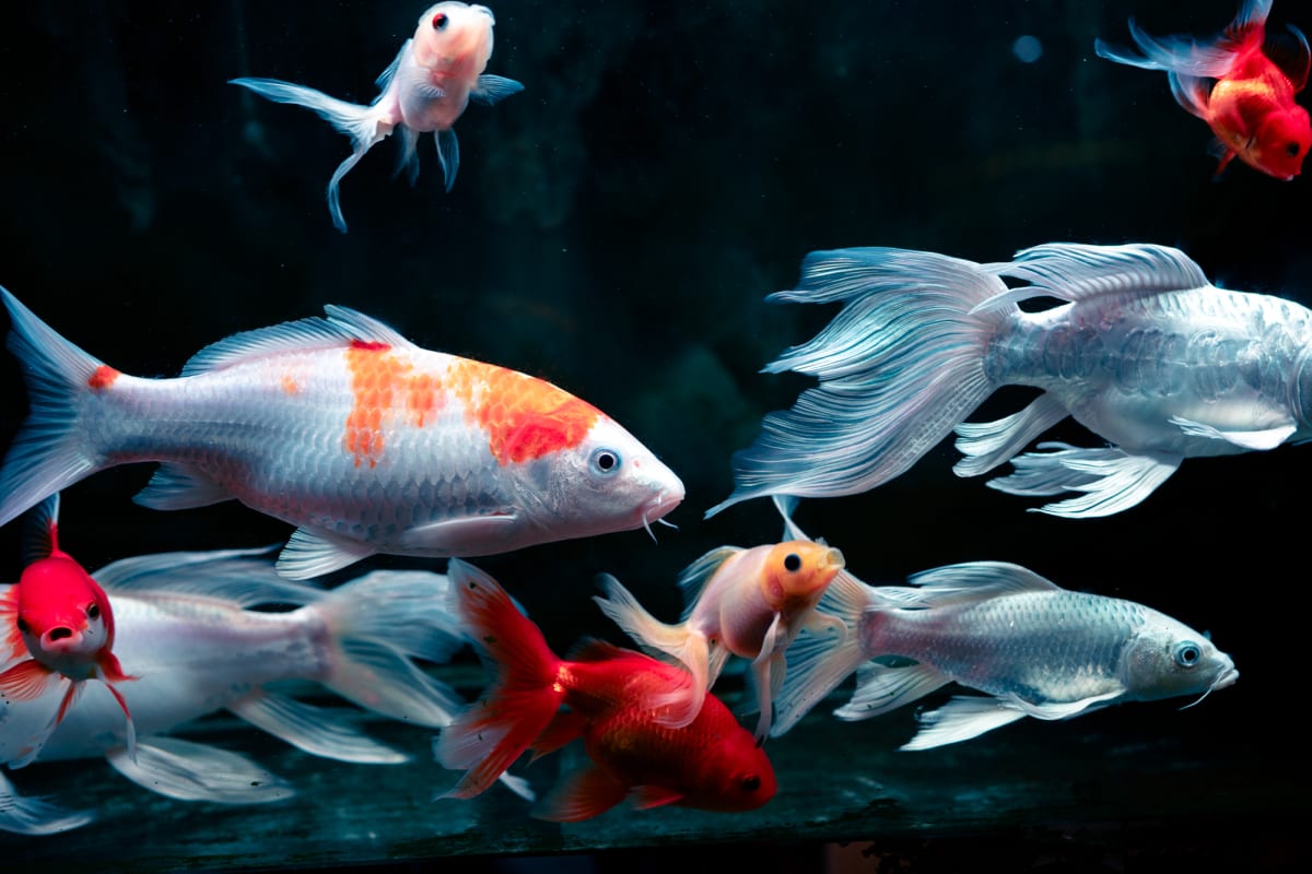 Ornamental koi and fancy goldfish in reds, oranges, and translucent white drift through a dark aquarium, flowing fins trailing — Antonio di Vico