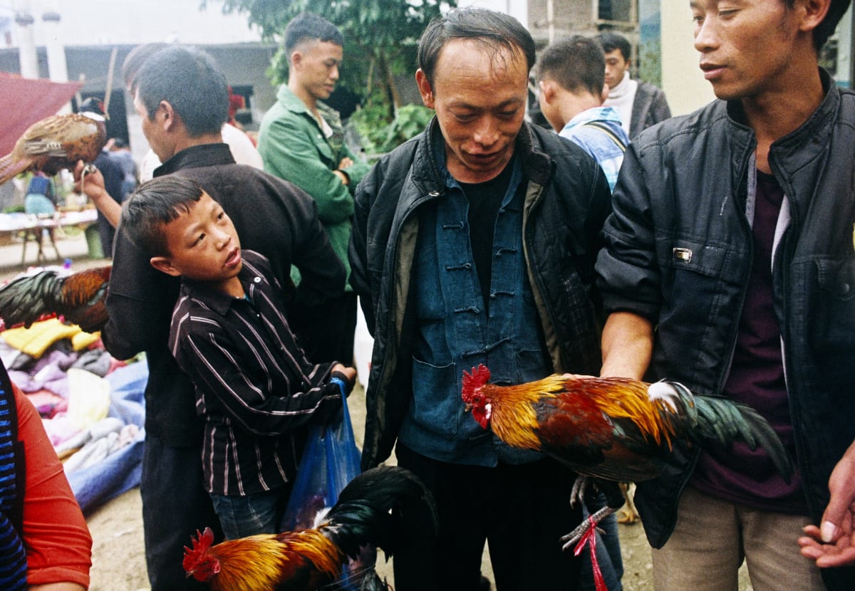 Men at the market appraise two roosters held upside down by the feet, a boy in a striped shirt watching from the side — Dennis and Patrick Weinert