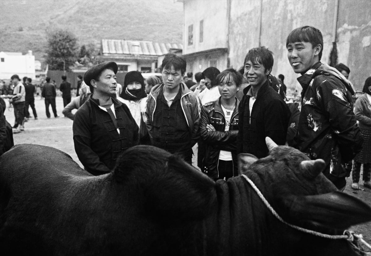A line of buyers stands behind a black cow at the livestock market, hills and tin roofs behind them — Dennis and Patrick Weinert