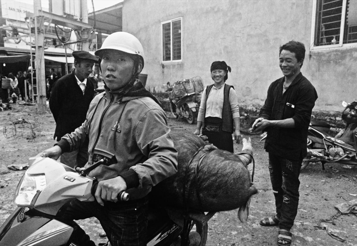 A young man in a white helmet rides away from the market with a full-grown pig lashed across the back of his motorbike — Dennis and Patrick Weinert