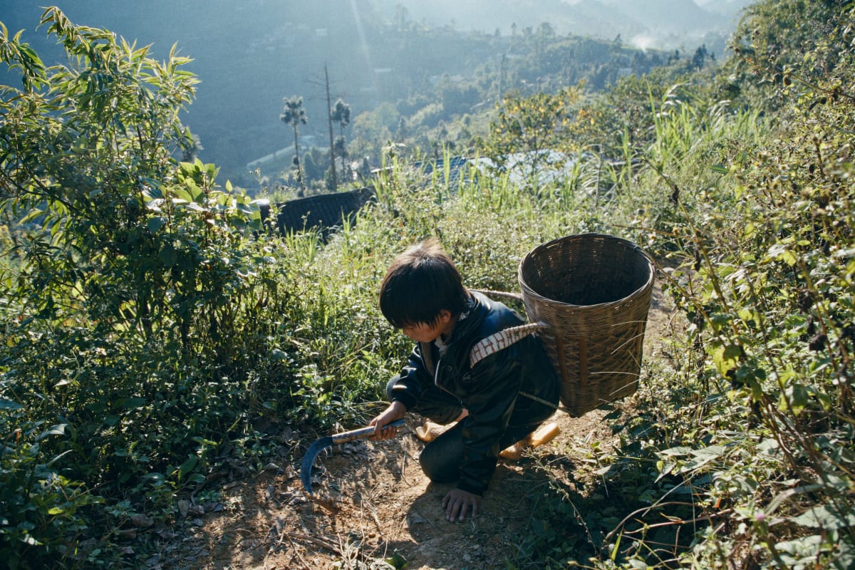 A boy crouches in the scrub on a hillside cutting fodder with a sickle, a tall woven basket beside him and the valley hazy below — Dennis and Patrick Weinert