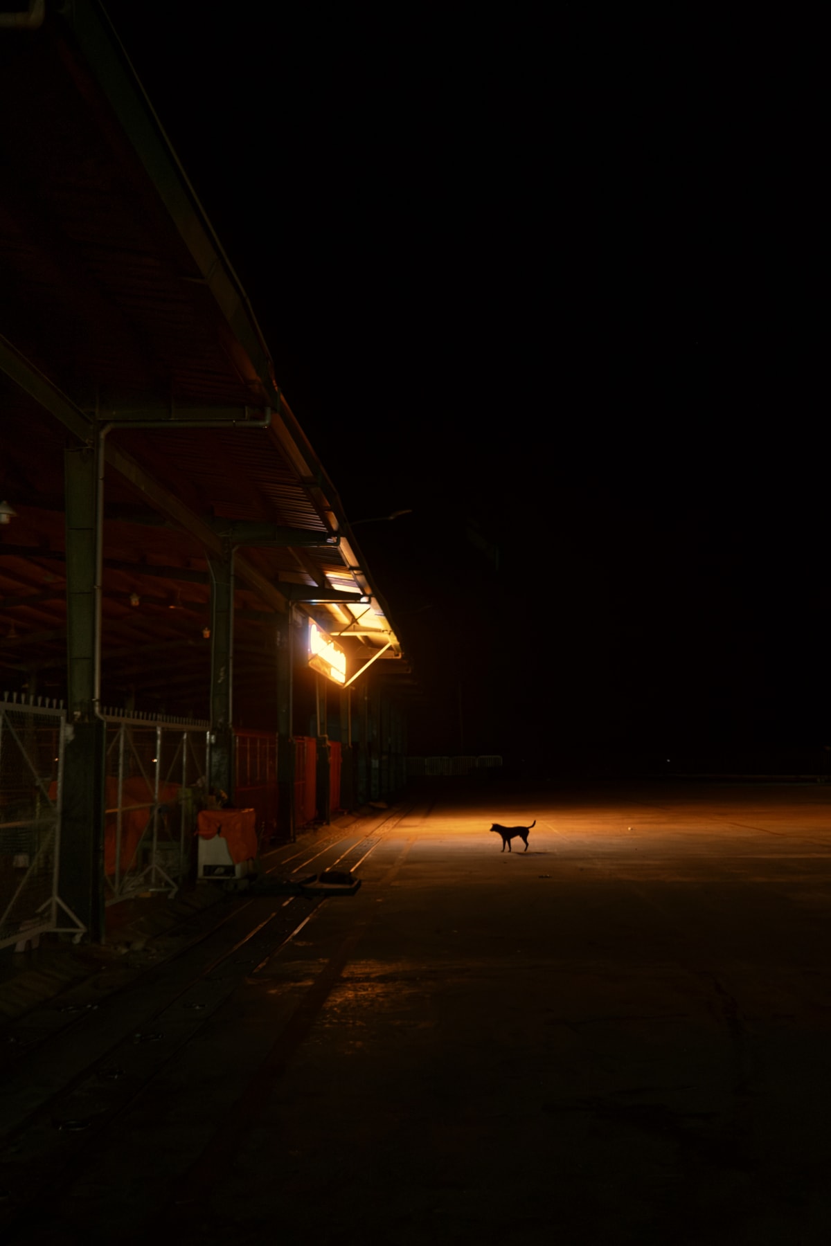 Lone stray dog silhouetted under amber streetlight on an empty Vietnamese road at night