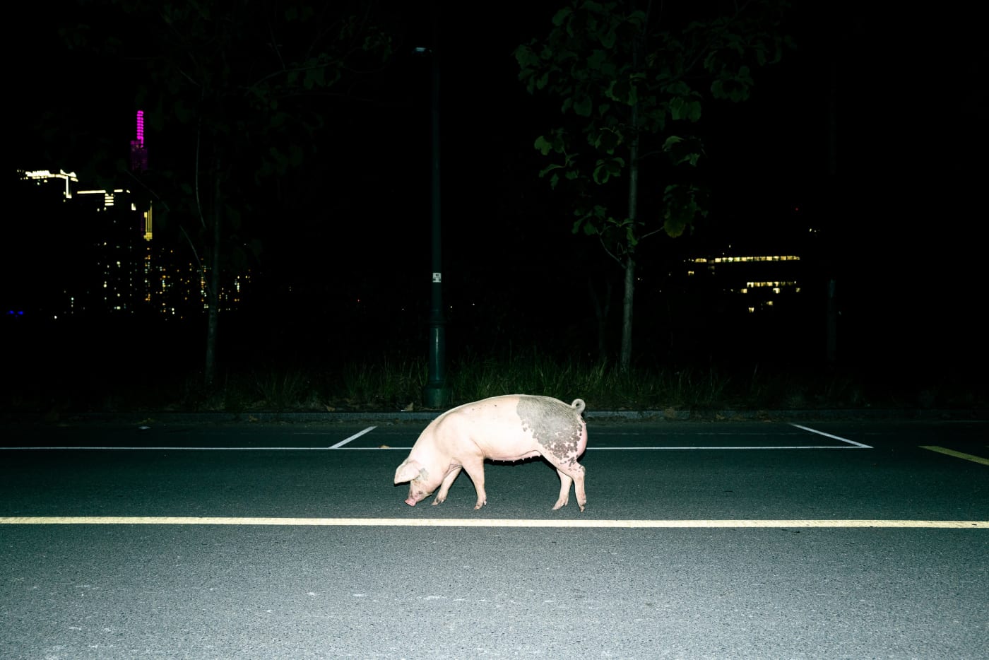 Pig crosses a road at night — Le Hoang Tuan