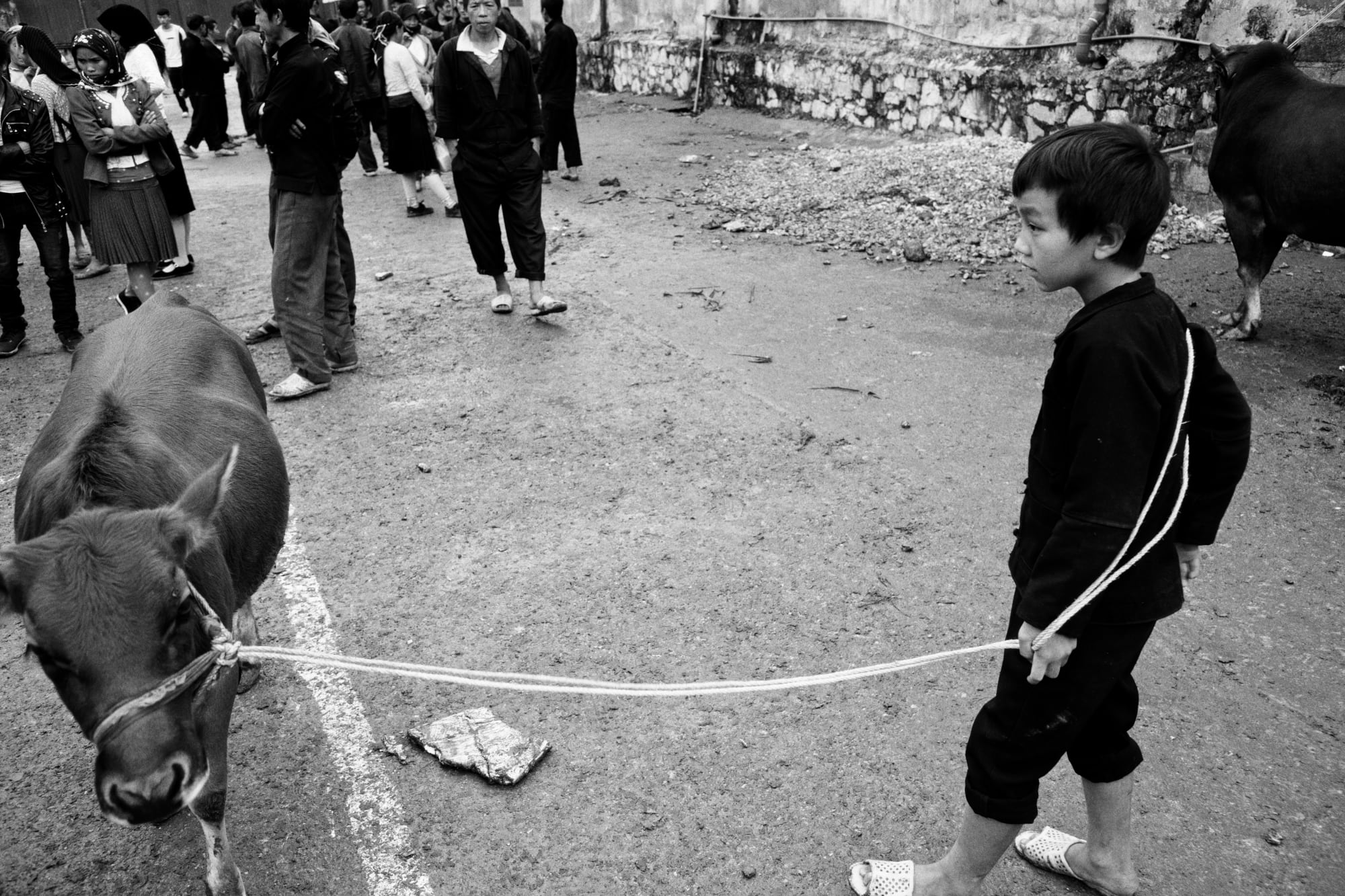 A boy in dark clothes leads a cow away from the livestock market on a slack rope, the crowd behind him paying no attention — Dennis and Patrick Weinert