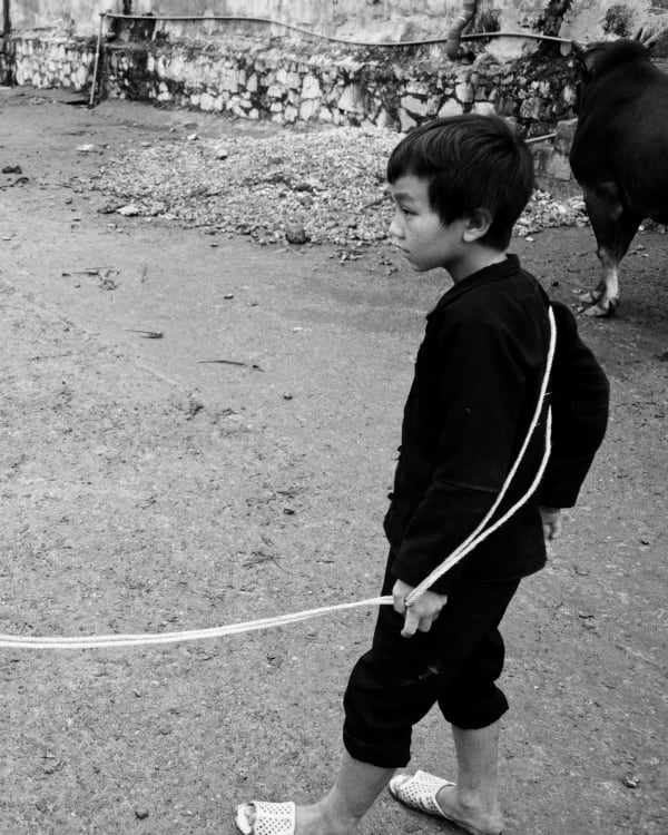 A boy in dark clothes leads a cow away from the livestock market on a slack rope, the crowd behind him paying no attention — Dennis and Patrick Weinert