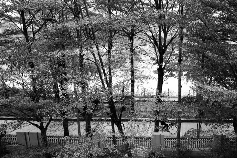 Công viên Thanh Xuân, 2024 — bare winter trees behind a white park fence in black and white, a cyclist passing below — Lâm Xuân Tùng