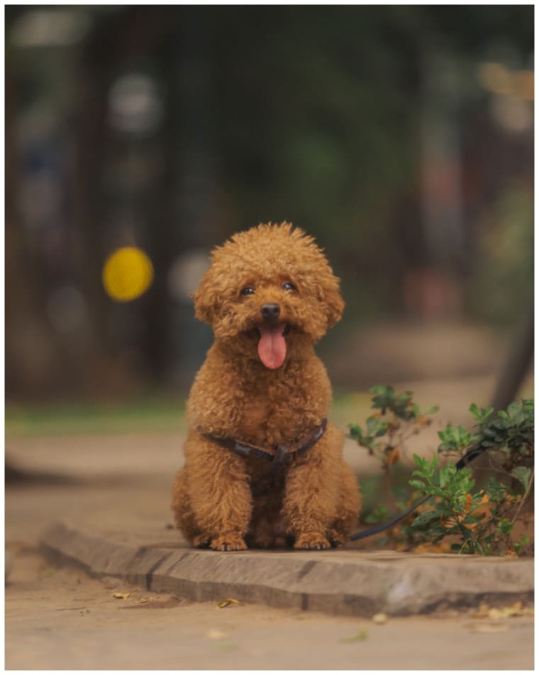 happy poodle portrait — Jimmy Ky