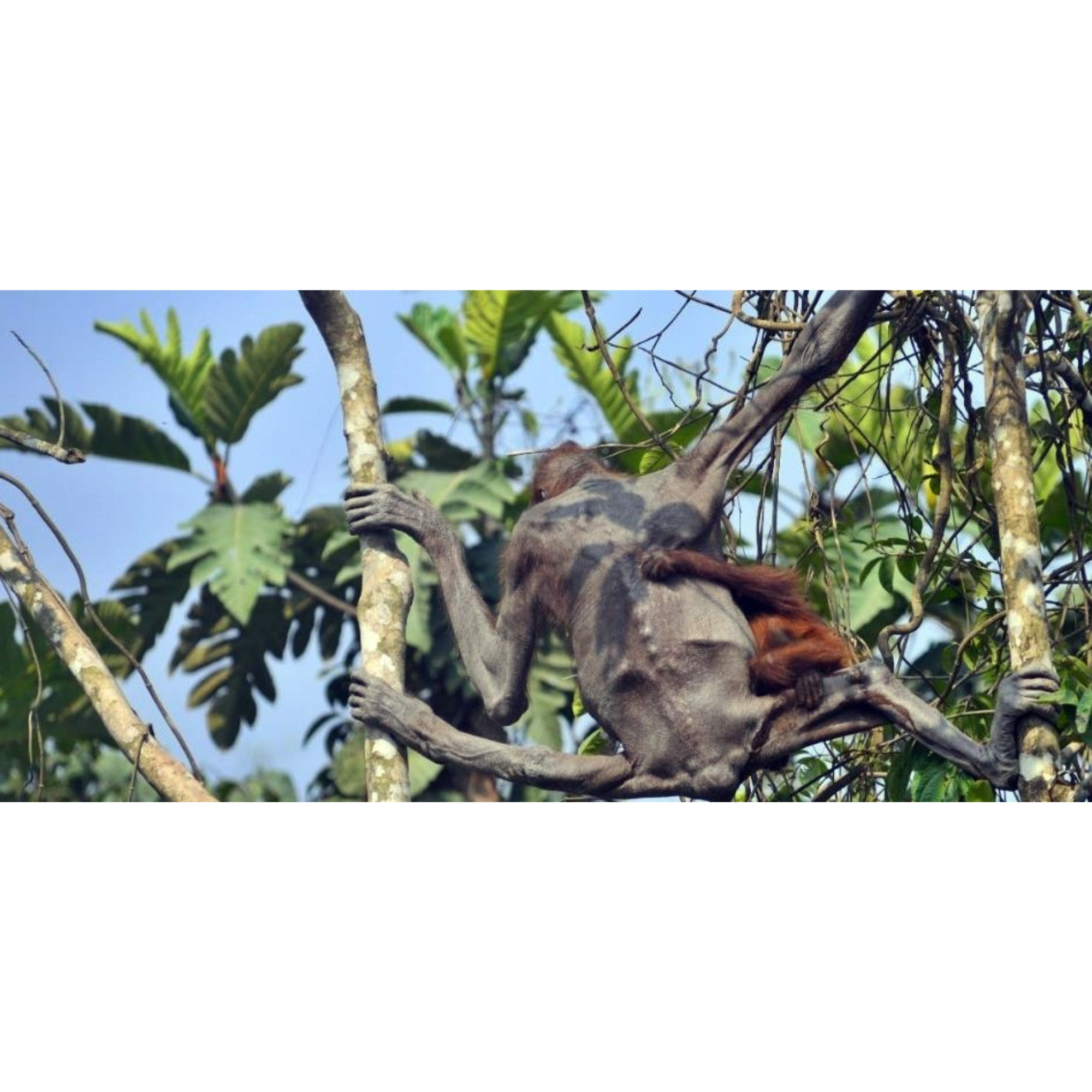 Orangutan Kurus di Area Tambang Kutai Timur Jadi Sorotan
