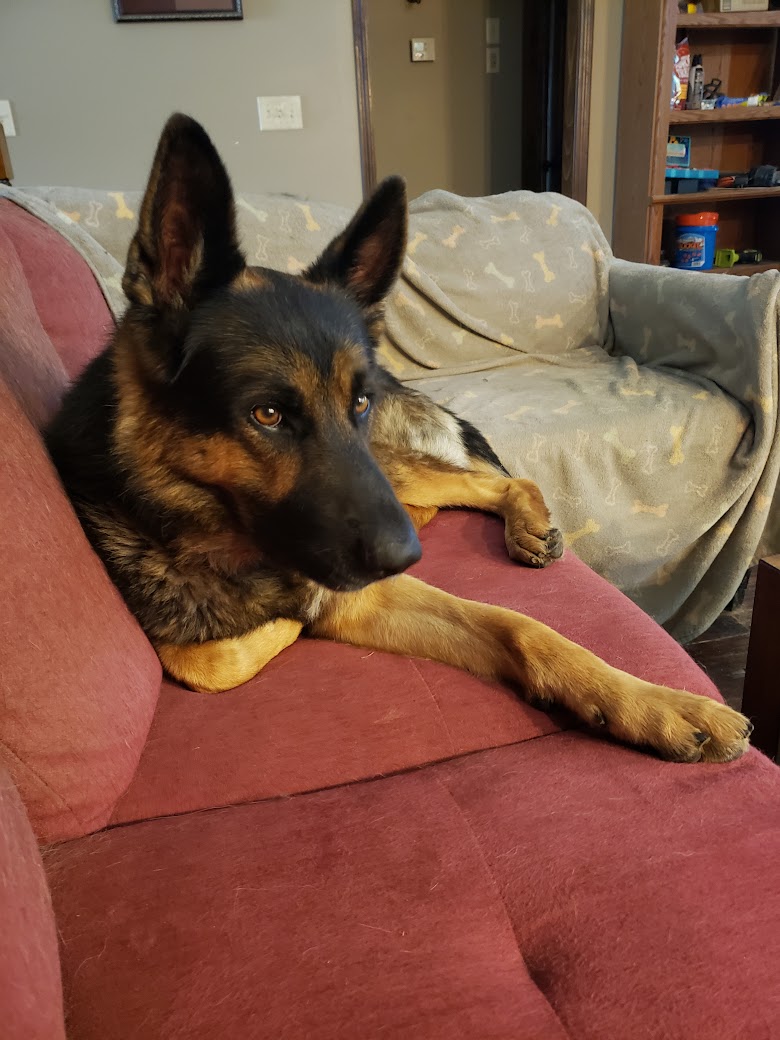 Shepherd dog Goofy