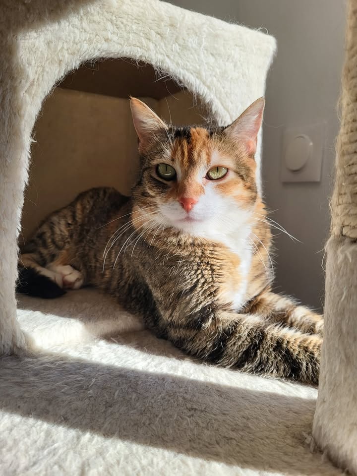 Stella