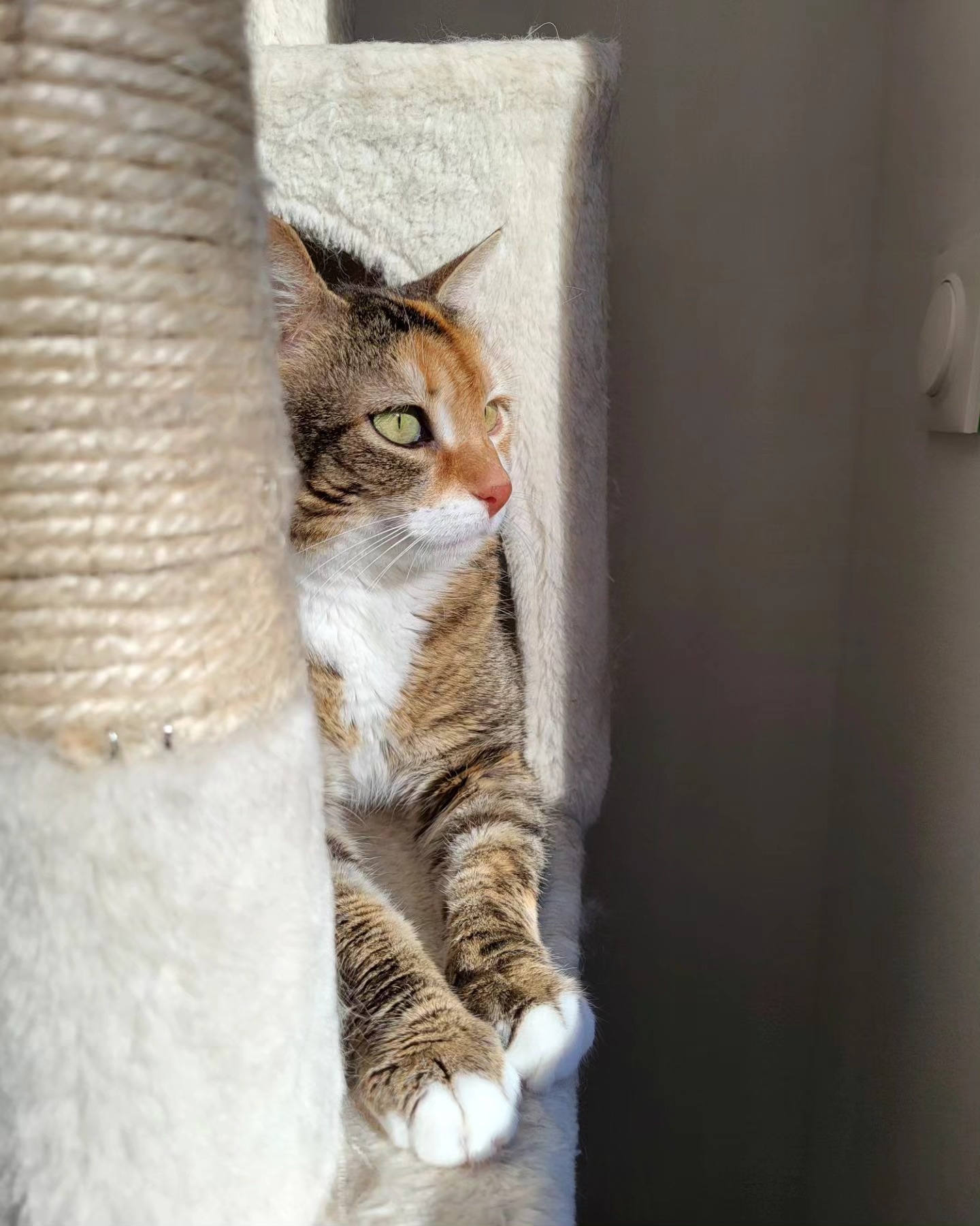 Stella photo 2