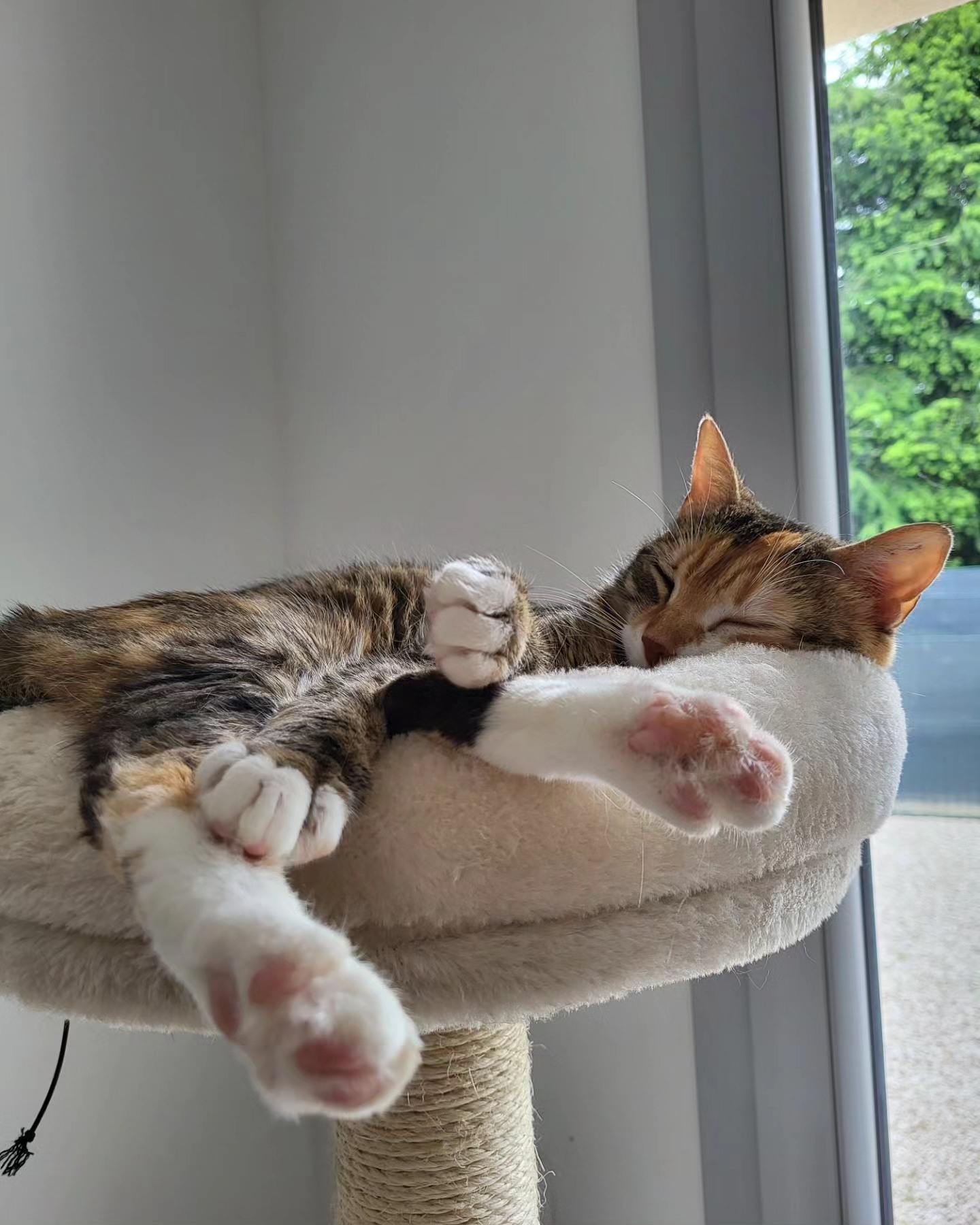 Stella photo 3
