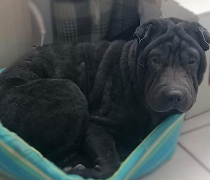 Angus