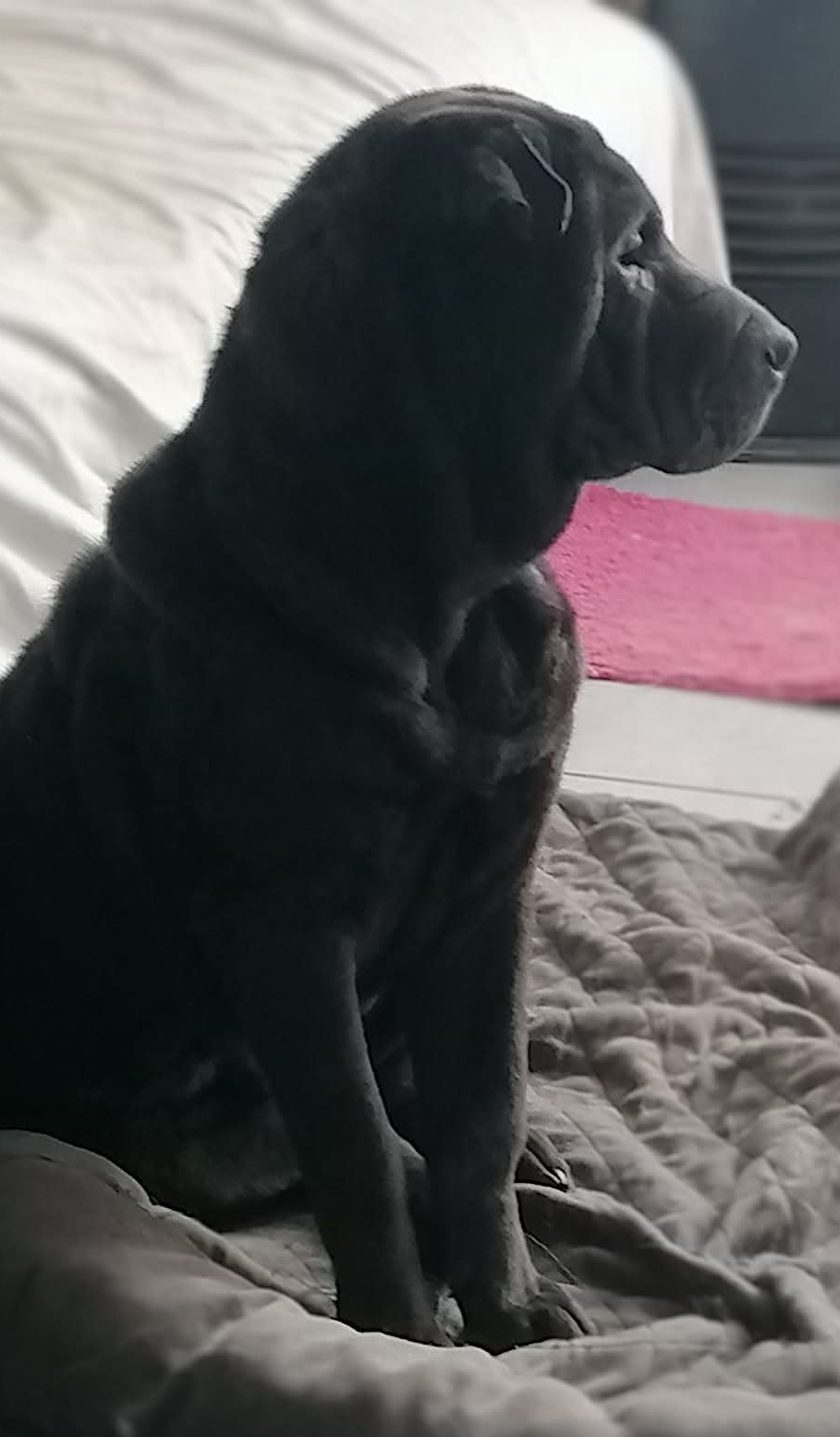Angus photo 2
