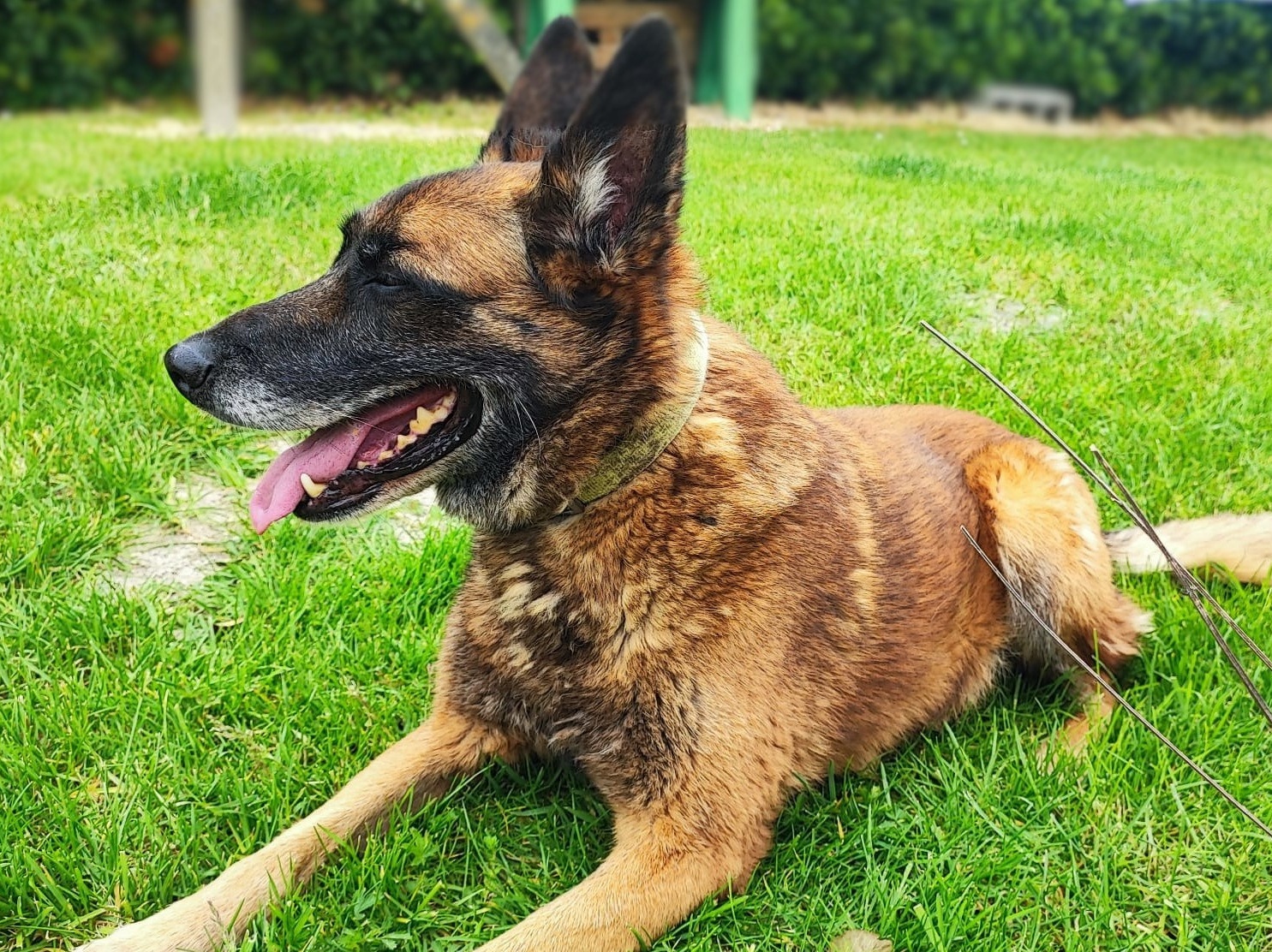 Lyska