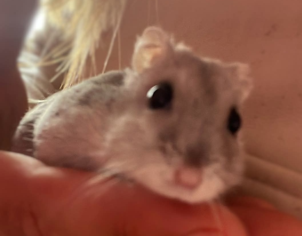 NACS en adoption photo 3