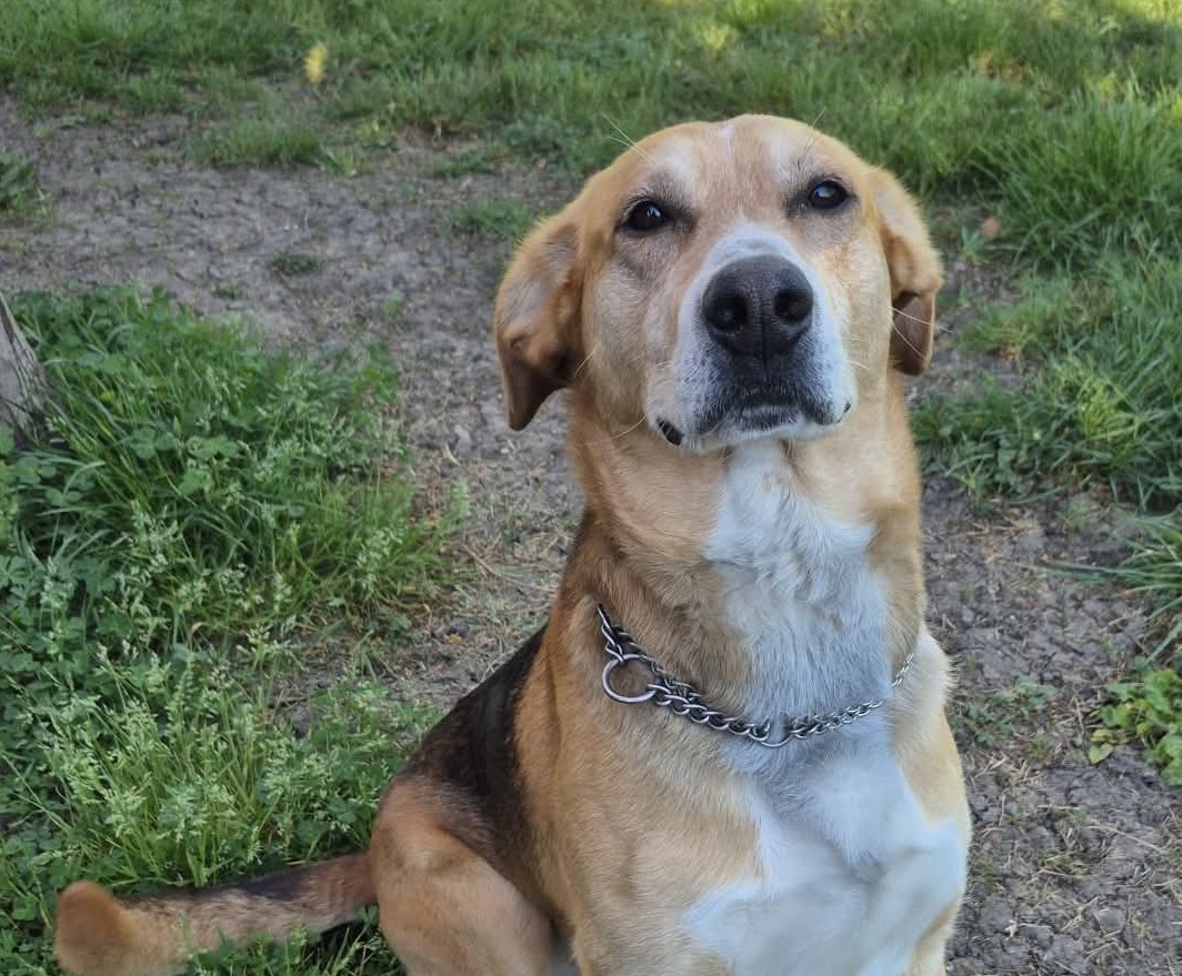Rambo