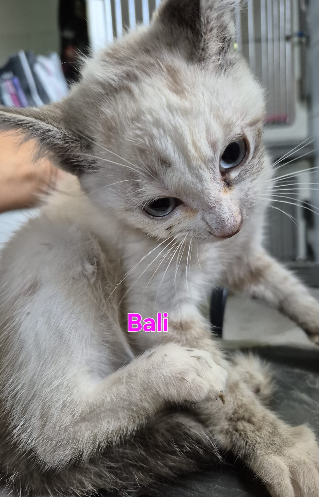 Bali photo 2