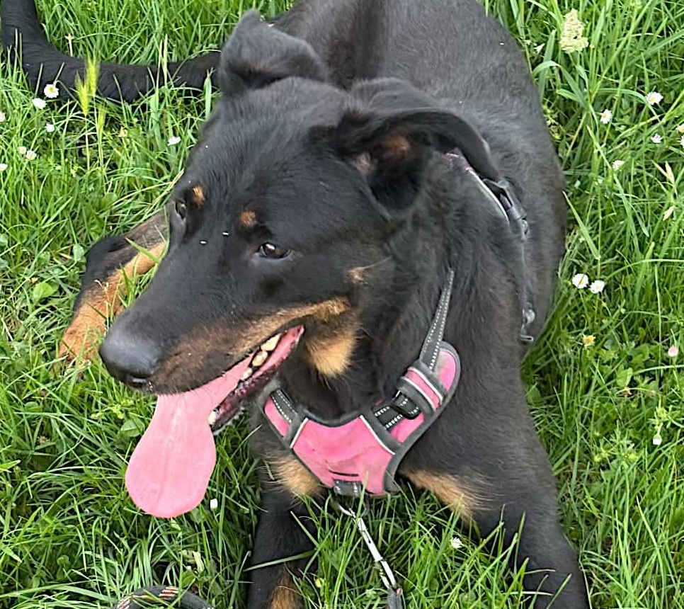 Savana photo 1