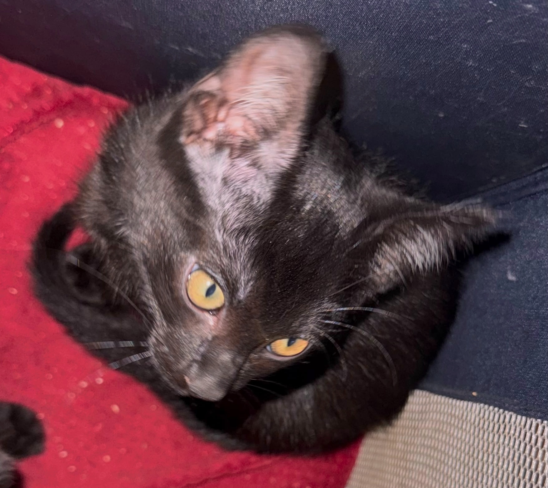 Bastet