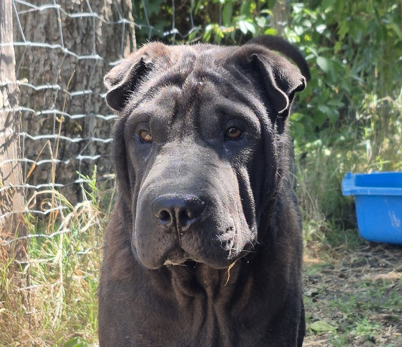 Angus photo 1