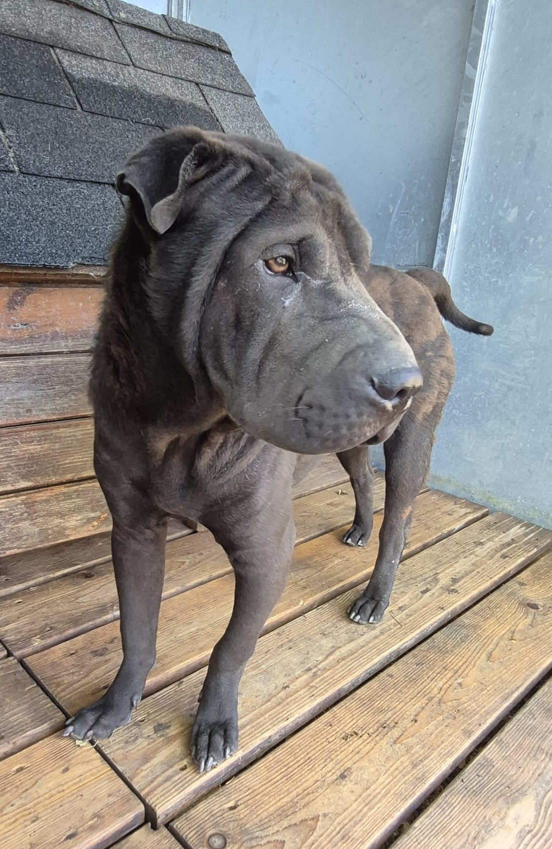 Angus photo 2