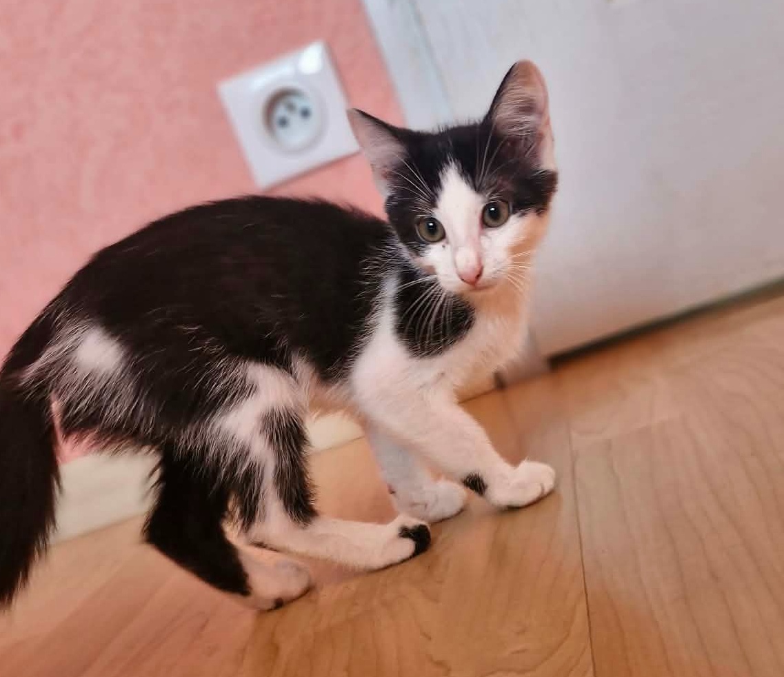 Bijou