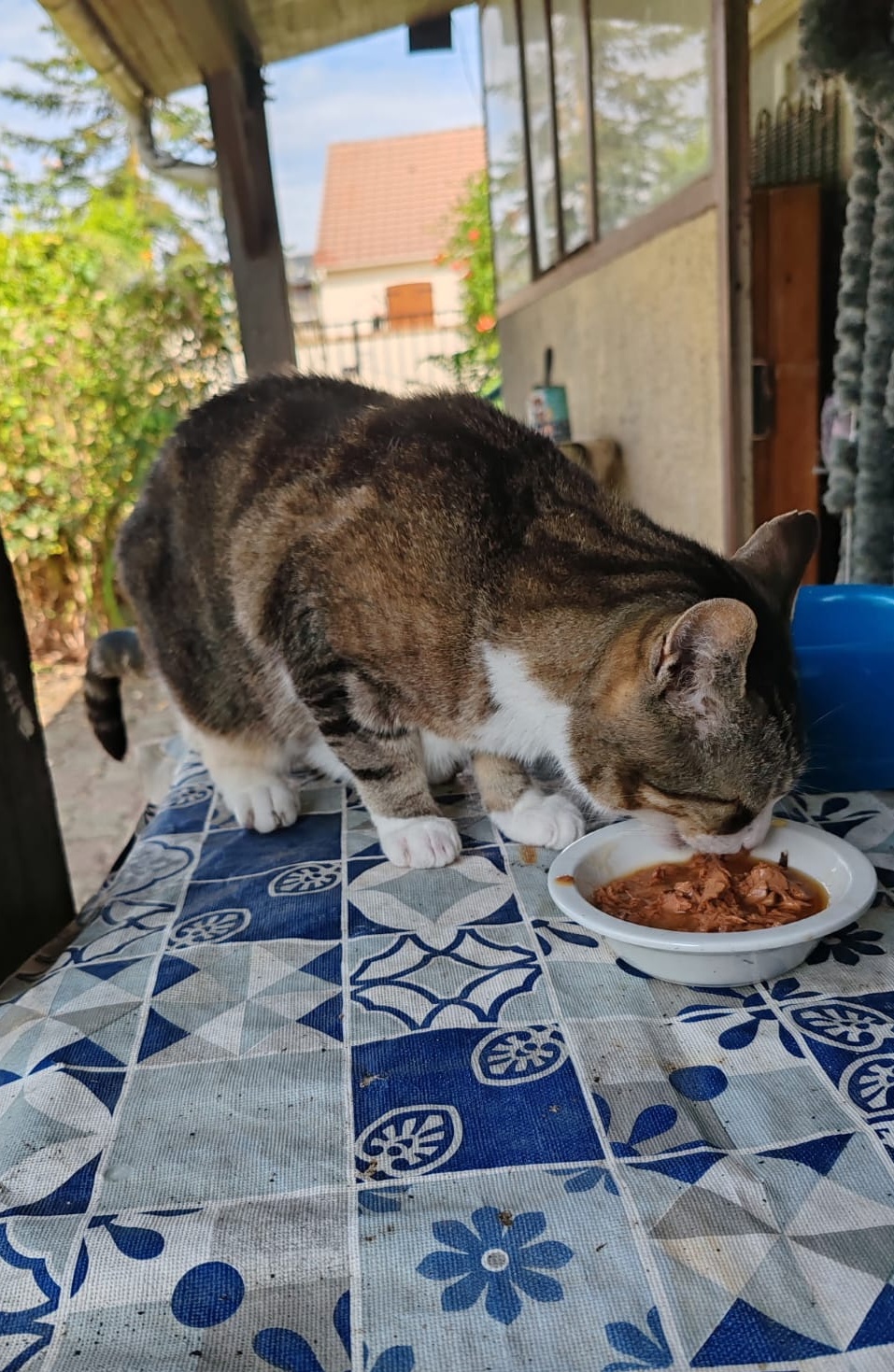 Pépette photo 2