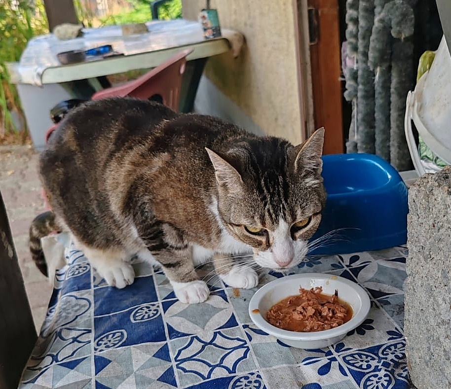 Pépette