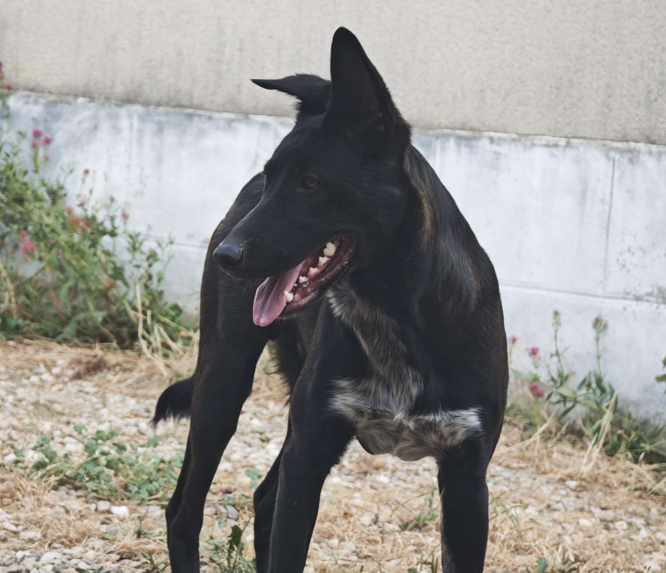 Akaï photo 2