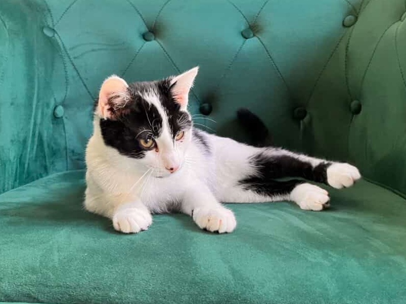 Berlioz