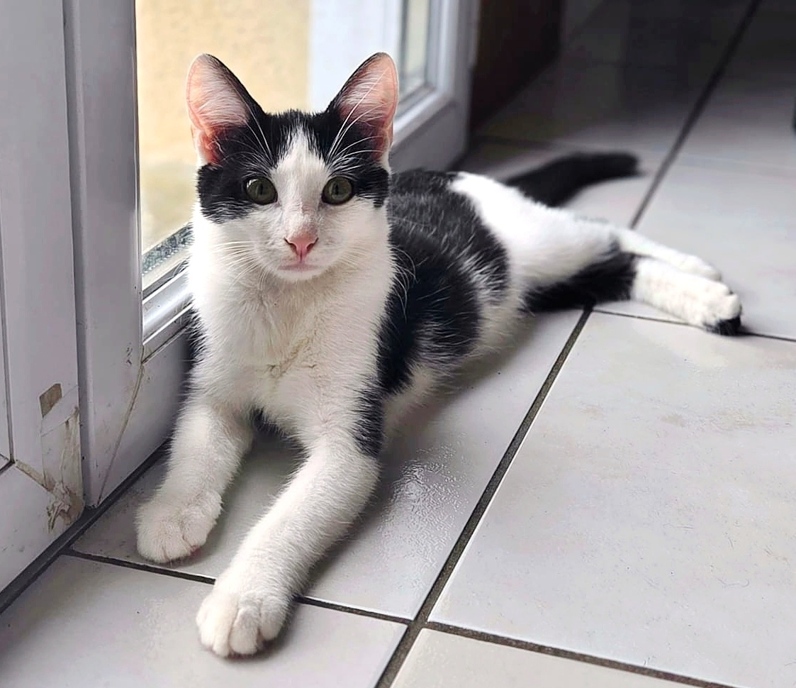 Bijou