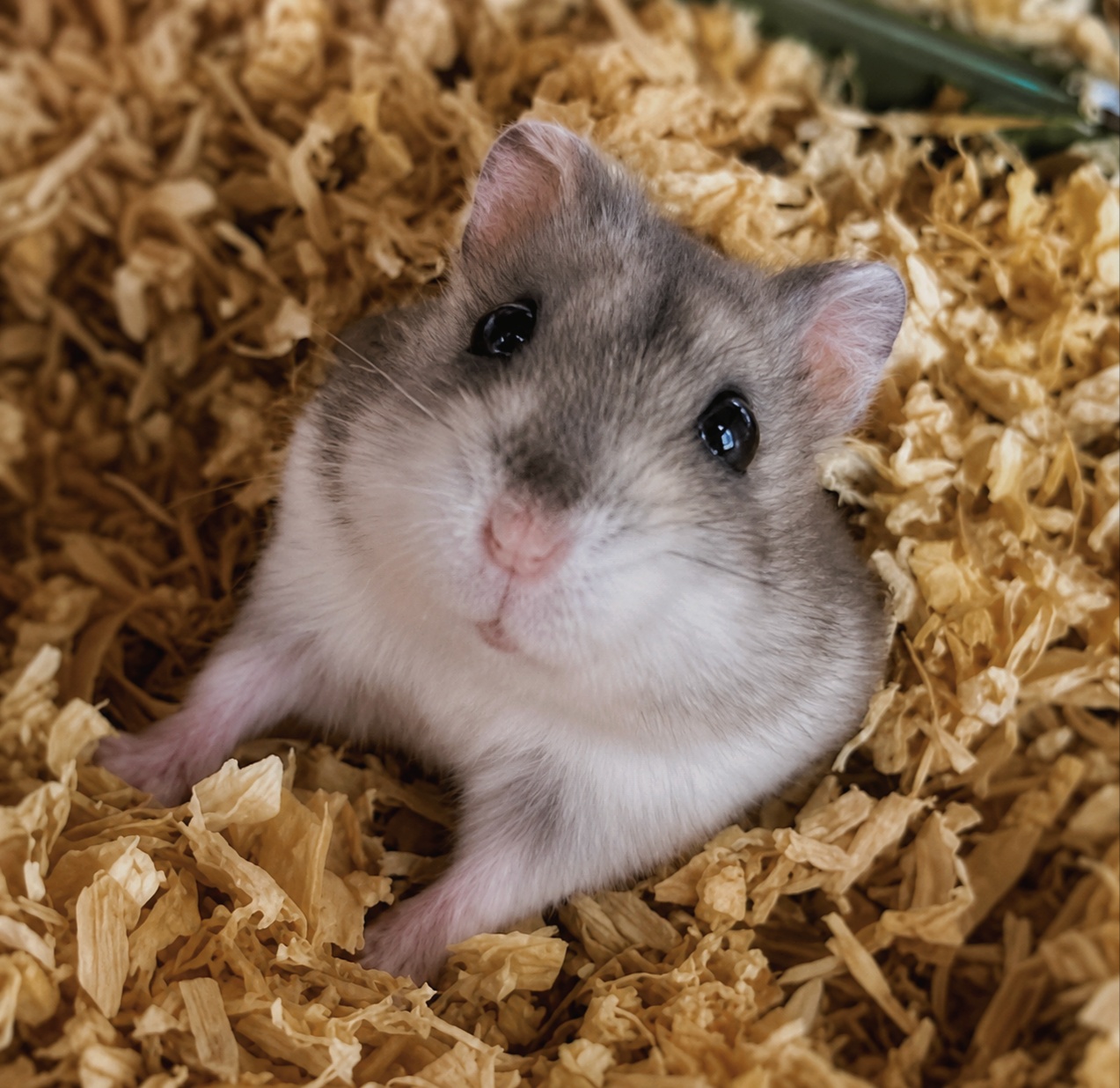Hamsters à l'adoption