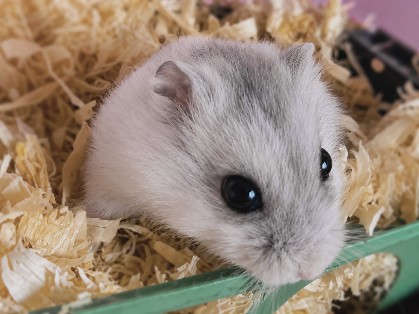 Hamsters à l'adoption photo 2