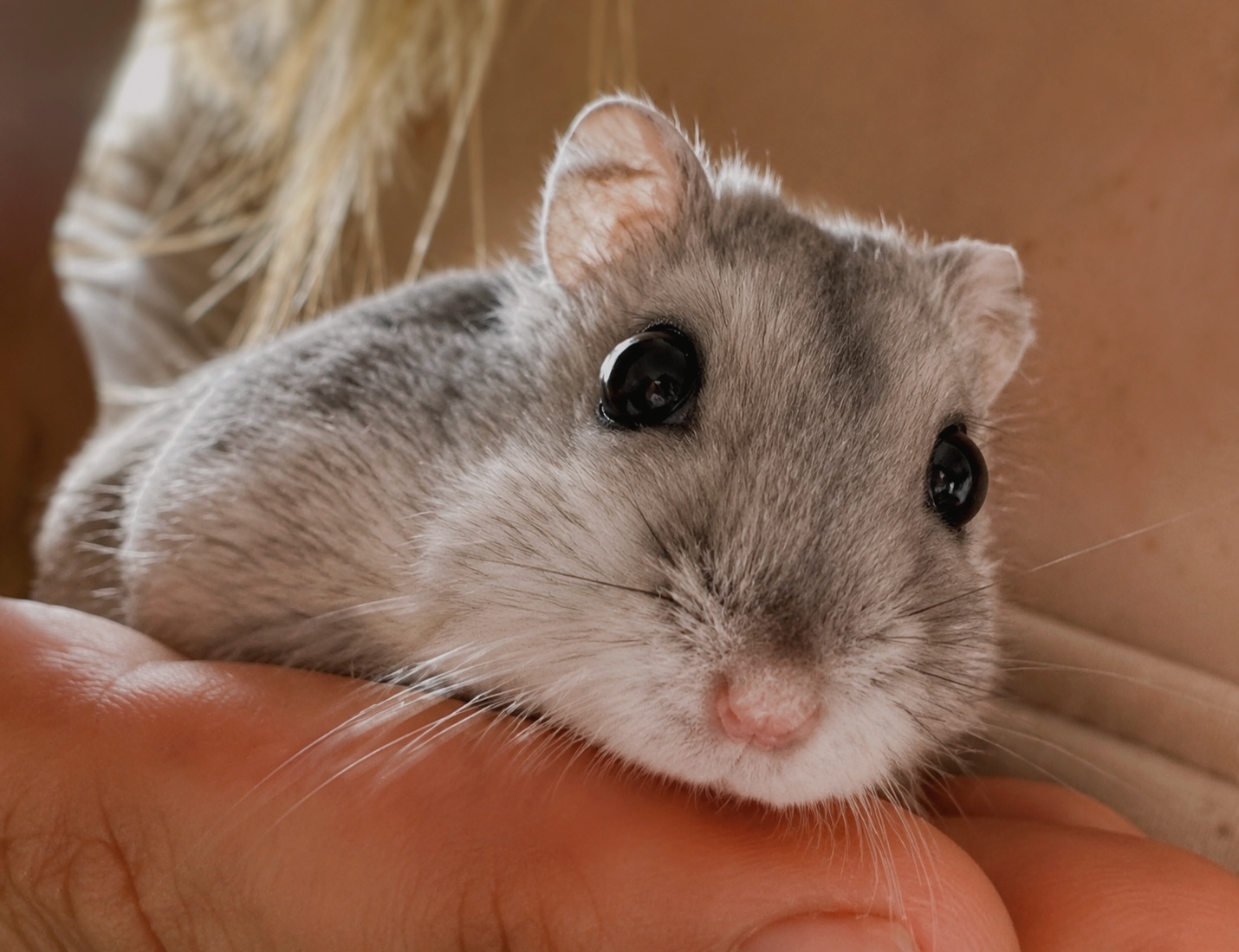 Hamsters à l'adoption photo 3
