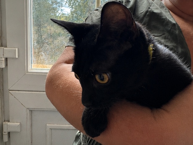 Bastet photo 2