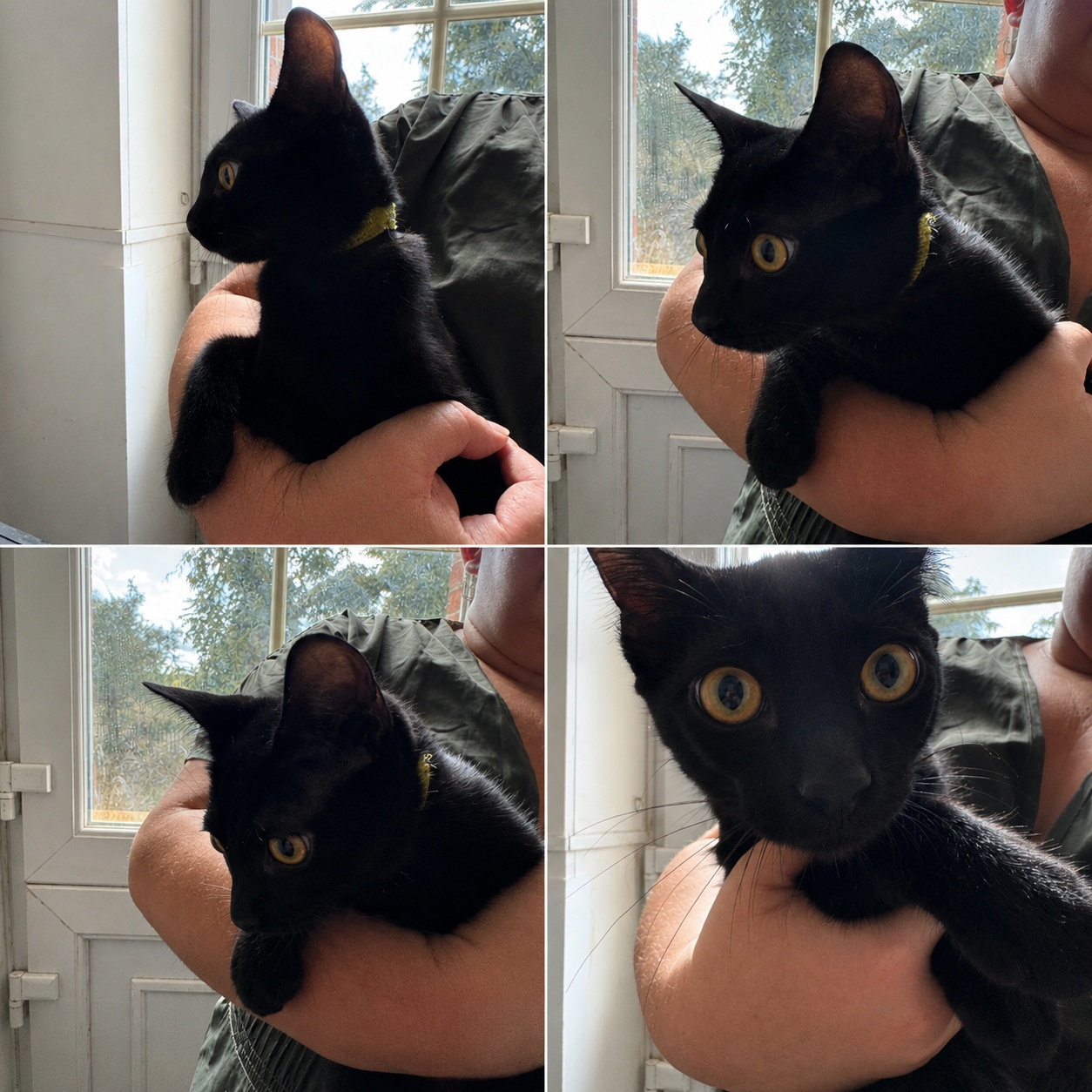 Bastet photo 3