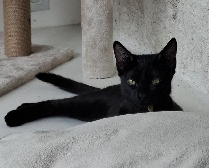 Bastet