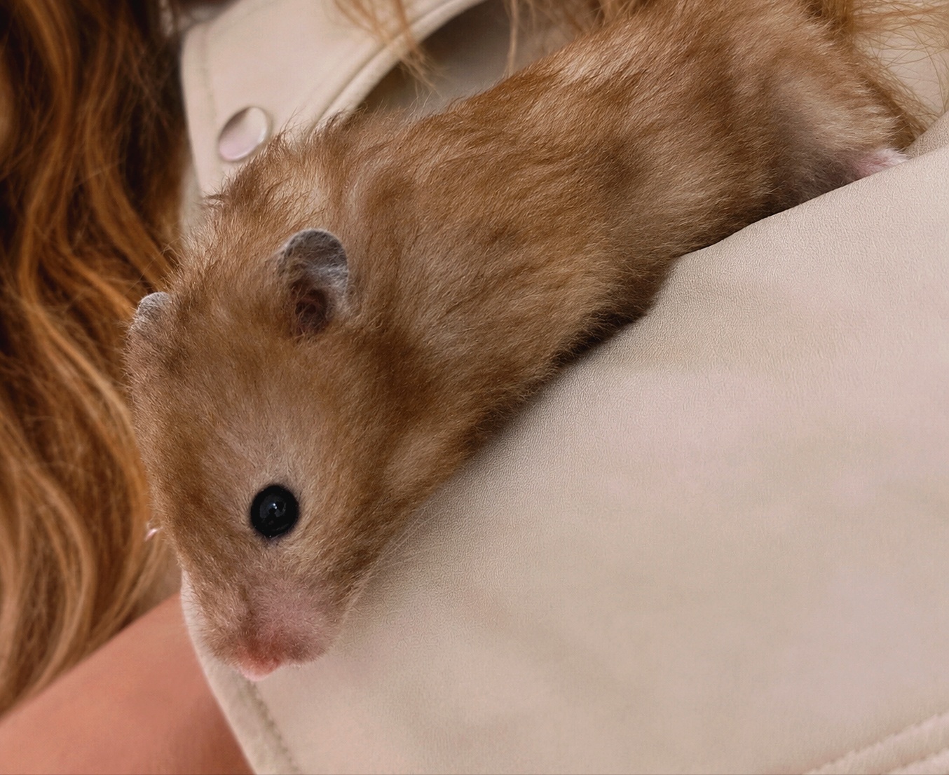 Hamsters à l'adoption photo 4