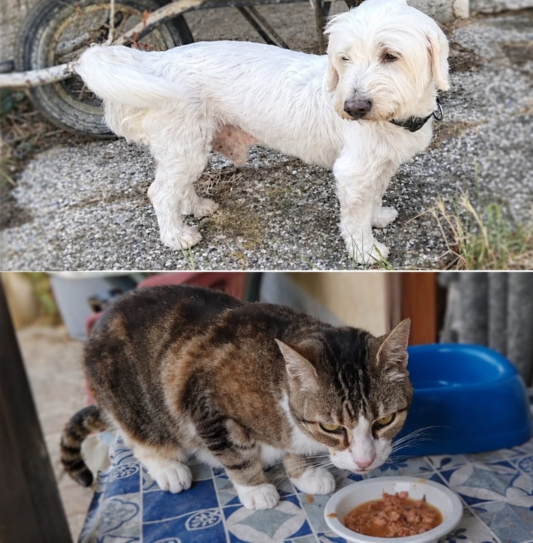 Happy & Minette photo 2