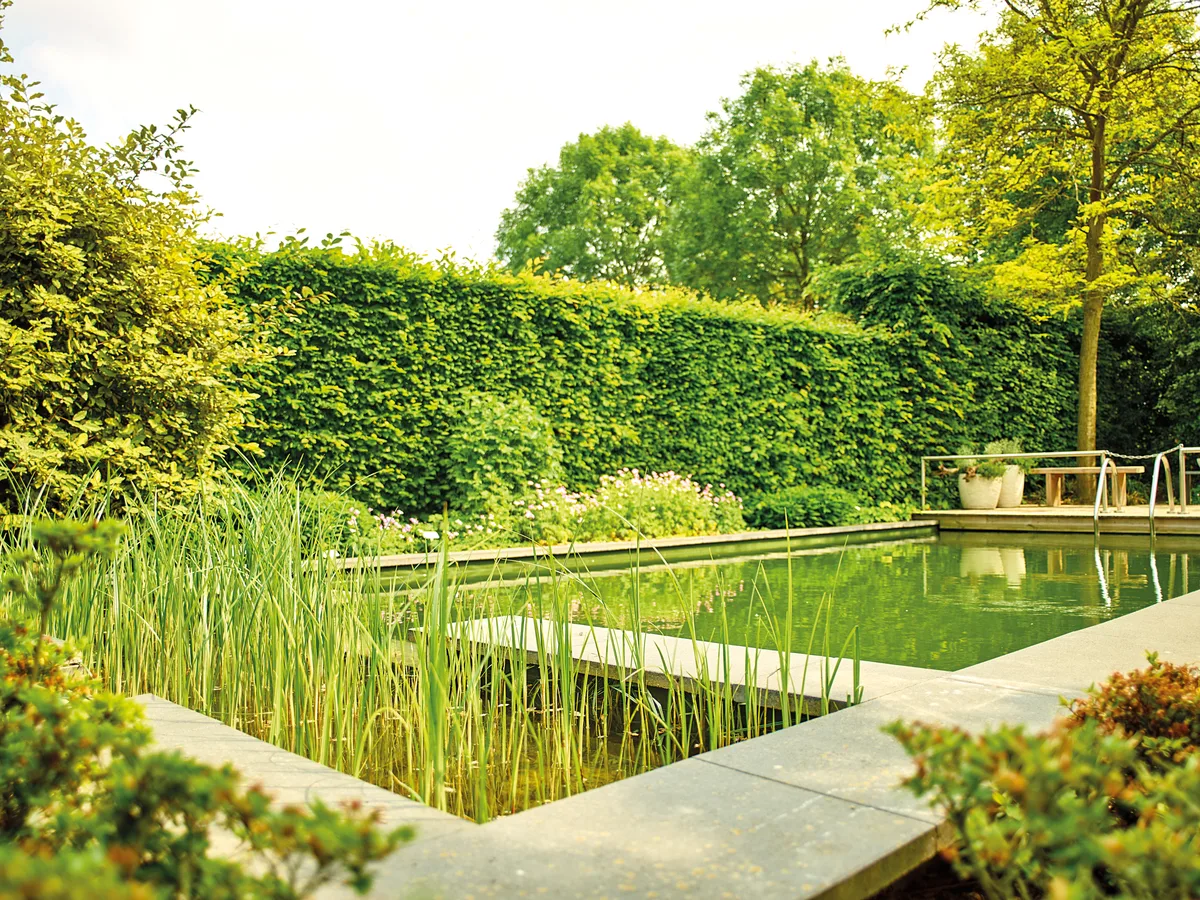 a natural swimming pool