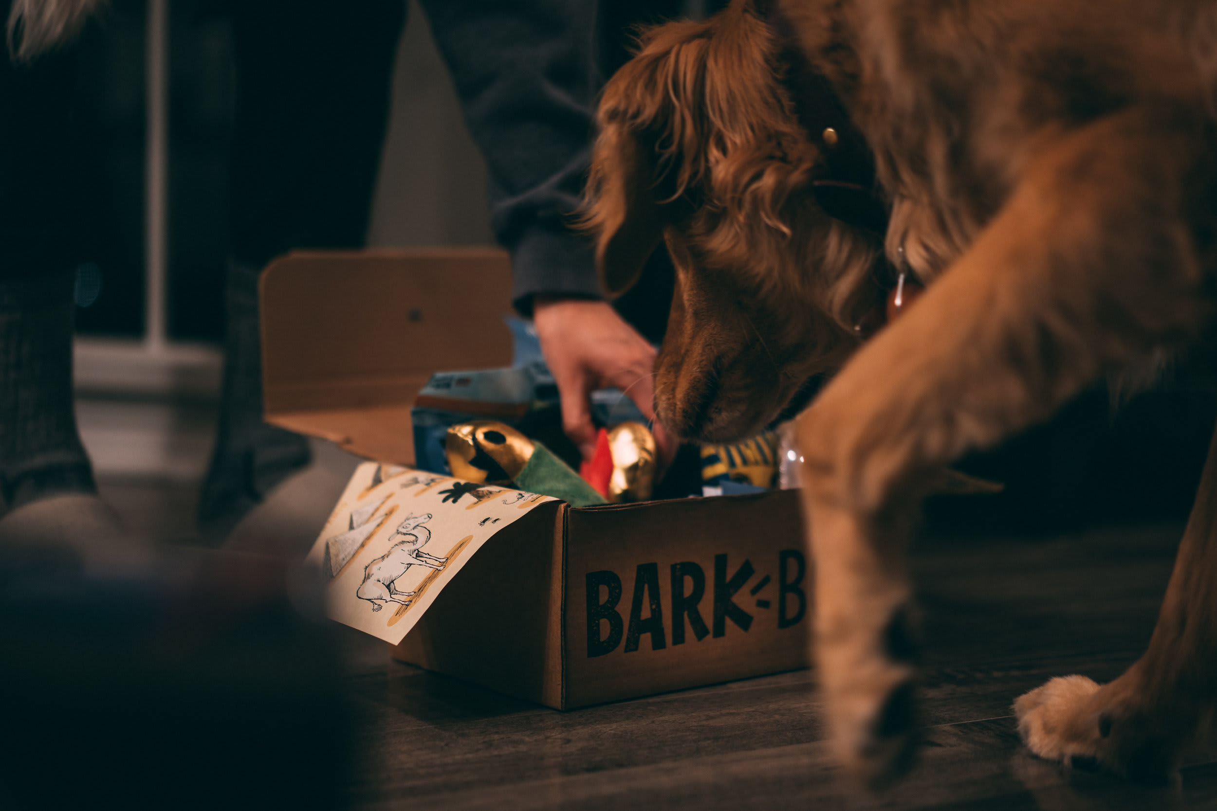 BarkBox — opening frame